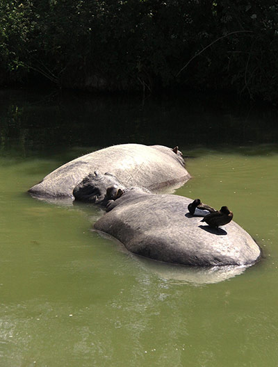 Đôi[-]vịt[-]Mallard[-]không[-]ngại[-]tận[-]dụng[-]lưng[-]của[-]hai[-]con[-]hà[-]mã[-]đang[-]tắm[-]nắng[-]làm[-]chỗ[-]đứng[-]và[-]nằm.