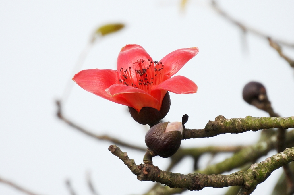 C&acirc;y[-]gạo[-]-[-]c&acirc;y[-]di[-]sản,[-]cũng[-]l&agrave;[-]c&acirc;y[-]thuốc[-]qu&yacute;