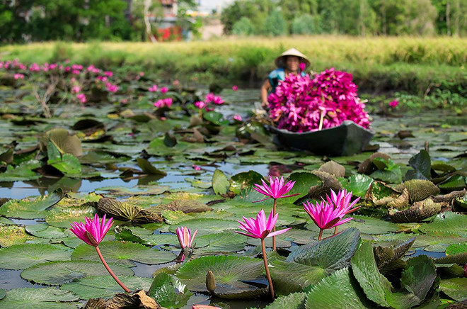 An[-]Giang,[-]nhớ[-]về[-]miền[-]thương[-]qua[-]những[-]mùa[-]nước[-]nổi