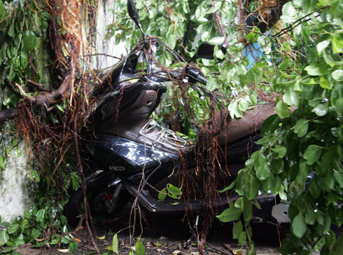 Nhiều[-]xe[-]máy[-]đắt[-]tiền[-]của[-]khách[-]ở[-]quán[-]cà[-]phê[-]bị[-]tán[-]cây[-]đè[-]lên,[-]hư[-]hỏng.