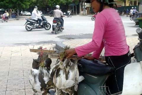 Ngang[-]nhiên[-]bầy[-]bán[-]chim[-]trời[-]kéo...