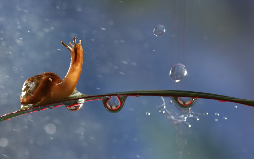 Một[-]con[-]ốc[-]sên[-]dương[-]như[-]đang[-]kiểm[-]tra[-]xem[-]trời[-]con[-]mưa[-]hay[-]không.