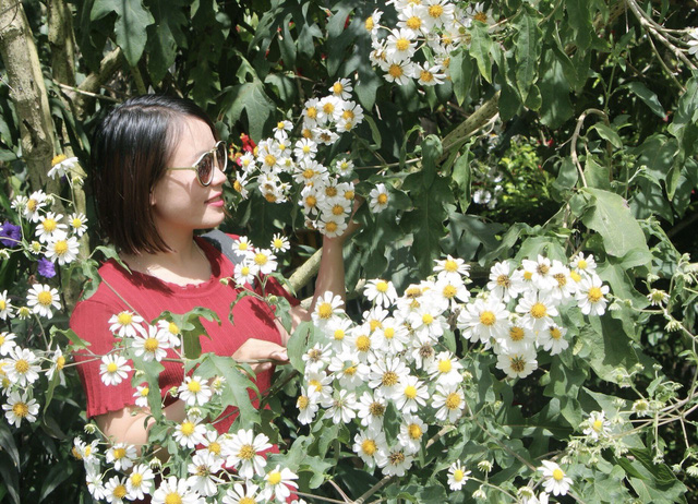 Hoa[-]dã[-]quỳ[-]trắng[-]tinh[-]khôi[-]độc[-]đáo[-]tại[-]Đà[-]Lạt