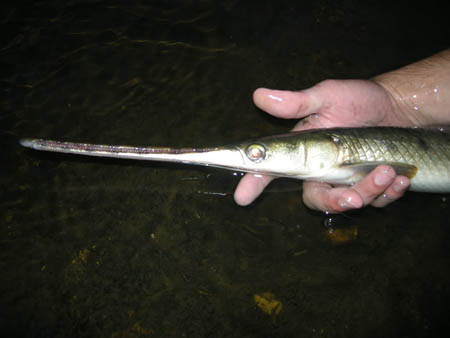 Sự[-]thật[-]về[-]cá[-]“mình[-]chuối[-]đầu[-]sấu”