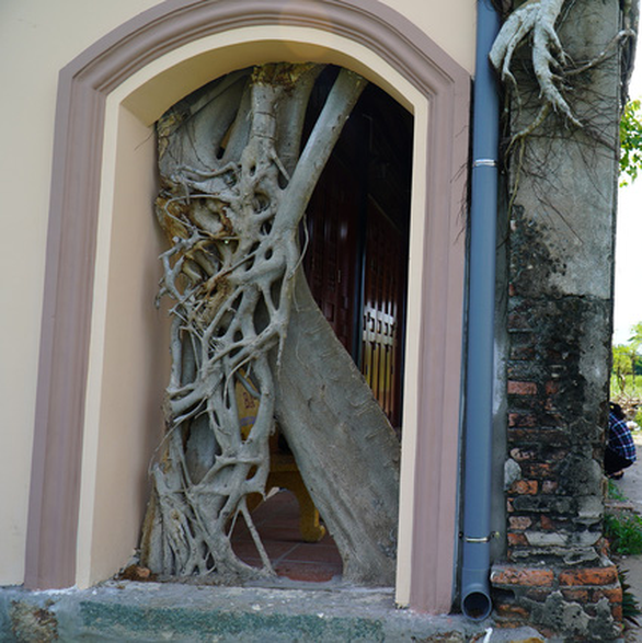 Tr&ugrave;ng[-]tu[-]ng&ocirc;i[-]đ&igrave;nh[-]hơn[-]100[-]tuổi,[-]giữ[-]nguy&ecirc;n[-]hai[-]c&acirc;y[-]bồ[-]đề[-]độc[-]đ&aacute;o[-]tr&ecirc;n[-]n&oacute;c