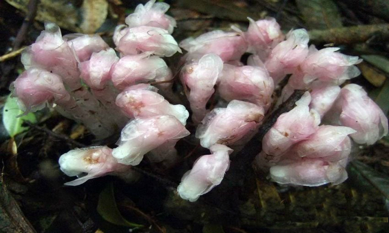 "Cây[-]ma"[-]hiếm[-]gặp[-]xuất[-]hiện[-]ở[-]Trung[-]Quốc