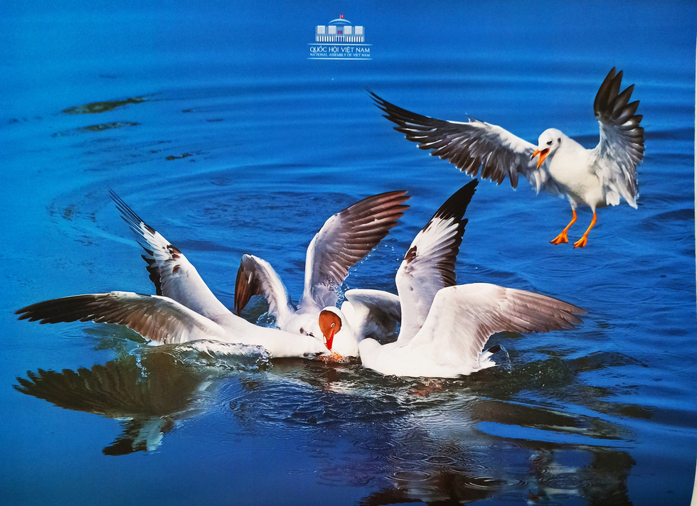 "Khoảnh[-]khắc[-]thiên[-]nhiên"[-]lên[-]lịch[-]Quốc[-]hội[-]2020