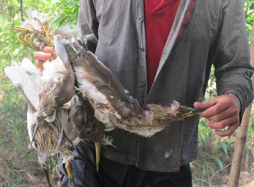 `Nghề`[-]tàn[-]sát[-]chim[-]trời[-]`ăn[-]vào[-]máu`