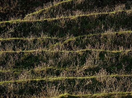 Một[-]ngọn[-]đồi[-]tại[-]Công[-]viên[-]Briones,[-]bang[-]California,Mỹ.