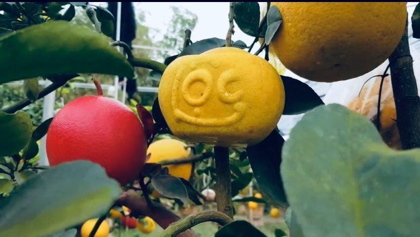 C&acirc;y[-]ngũ[-]quả[-]bon[-]sai,[-]&eacute;p[-]chữ[-]nổi[-]gi&aacute;[-]chục[-]triệu[-]vẫn[-]đắt[-]h&agrave;ng