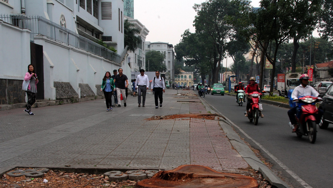 Đường[-]Tôn[-]Đức[-]Thắng[-]lạ[-]lẫm[-]khi[-]không[-]còn[-]hàng[-]cây[-]cổ[-]thụ