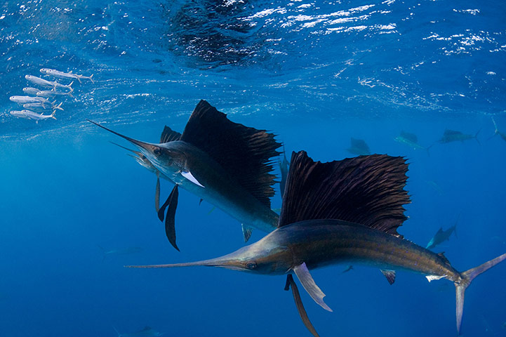 Chuyến[-]đi[-]săn[-]của[-]một[-]đàn[-]cá[-]cờ[-]Đại[-]Tây[-]dương(Istiophorus[-]albicans)[-]tại[-]biển[-]Caribbean.[-]Chiếc[-]vây[-]trên[-]mình[-]chúng[-]chạy[-]dọc[-]theo[-]chiều[-]dài[-]cơ[-]thể,[-]khi[-]xòe[-]ra,[-]nó[-][-]thậm[-]chí[-]cao[-]hơn[-]cả[-]chiều[-]rộng[-]cơ[-]thể[-]loài[-]cá[-]này.