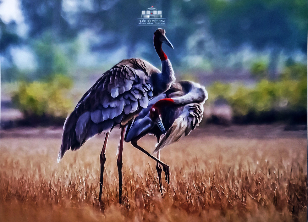 "Khoảnh[-]khắc[-]thiên[-]nhiên"[-]lên[-]lịch[-]Quốc[-]hội[-]2020