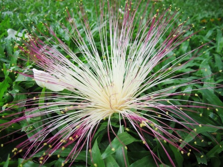 Sau[-]khi[-]cánh[-]nhụy[-]rơi[-]xuống...