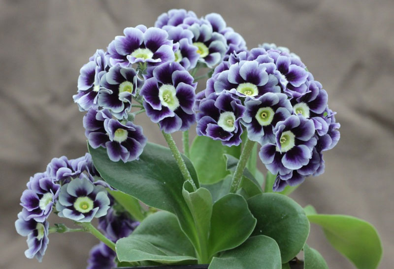 Vẻ[-]đẹp[-]của[-]hoa[-]tai[-]gấu