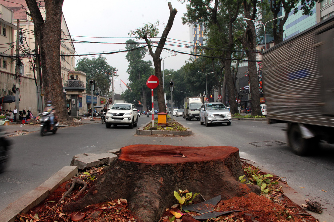 Đường[-]Tôn[-]Đức[-]Thắng[-]lạ[-]lẫm[-]khi[-]không[-]còn[-]hàng[-]cây[-]cổ[-]thụ