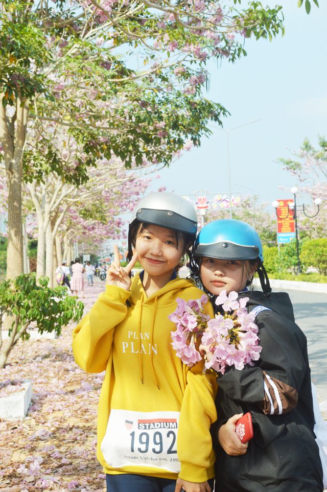 Con[-]đường[-]hoa[-]kèn[-]hồng[-]ở[-]Sóc[-]Trăng
