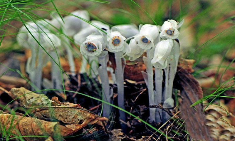 "Cây[-]ma"[-]hiếm[-]gặp[-]xuất[-]hiện[-]ở[-]Trung[-]Quốc