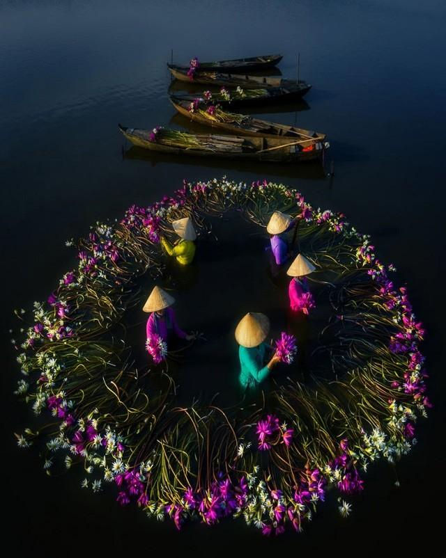 Thu[-]hoạch[-]hoa[-]súng[-]trong[-]mùa[-]nước[-]lũ[-]Tây[-]Nam[-]bộ[-]đẹp[-]nên[-]thơ[-]qua[-]ống[-]kính[-]nhiếp[-]ảnh[-]gia[-]Việt