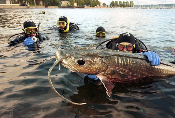 Cá[-]da[-]trơn[-]khổng[-]lồ[-]sinh[-]sống[-]ở[-]nhiều[-]con[-]song[-]trên[-]khắp[-]thế[-]giới,[-]nhưng[-]lớn[-]nhất[-]vẫn[-]là[-]cá[-]da[-]trơn[-]sông[-]Mekong.[-]Con[-]trưởng[-]thành[-]có[-]thể[-]dài[-]tới[-]3,2m[-]và[-]nặng[-]300[-]kg.