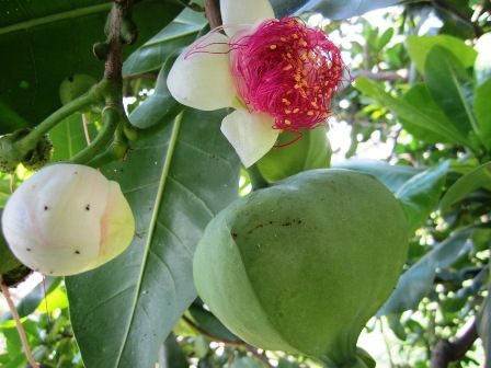 ...[-]bàng[-]vuông[-]kết[-]trái