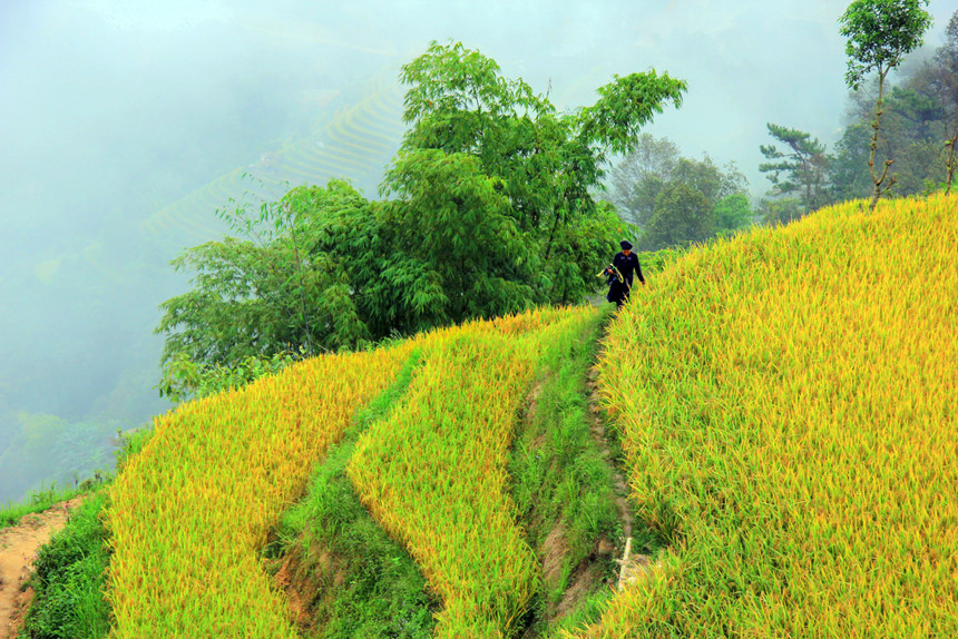 [-]Qua[-]đèo[-]vượt[-]dốc[-]đến[-]Bản[-]Phùng[-]ngắm[-]lúa[-]thu