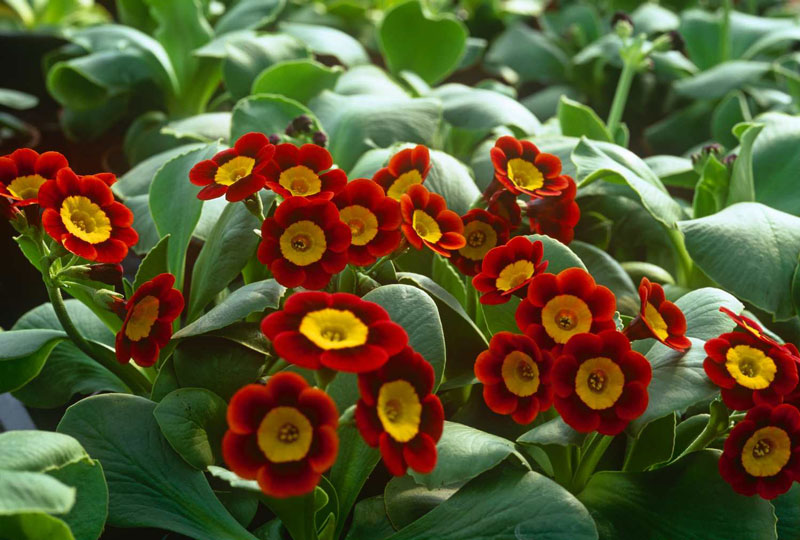 Vẻ[-]đẹp[-]của[-]hoa[-]tai[-]gấu