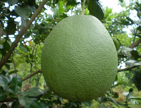 Bưởi[-]da[-]xanh[-]là[-]đặc[-]sản[-]trái[-]cây[-]nổi[-]tiếng[-]của[-]tỉnh[-]Bến[-]Tre.[-]Bưởi[-]da[-]xanh[-]mùa[-]nào[-]cũng[-]có.[-]Trái[-]bưởi[-]da[-]xanh[-]khá[-]to,[-]từ[-]1200[-]–[-]1500g/trái,[-]có[-]dạng[-]hình[-]quả[-]cầu.[-]Bưởi[-]da[-]xanh[-]được[-]trồng[-]nhiều[-]ở[-]Mỹ[-]Thạnh[-]An[-](thành[-]phố[-]Bến[-]Tre)[-]và[-]huyện[-]Mỏ[-]Cày.