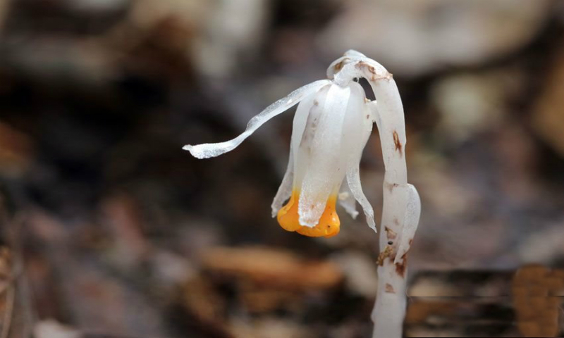 "Cây[-]ma"[-]hiếm[-]gặp[-]xuất[-]hiện[-]ở[-]Trung[-]Quốc