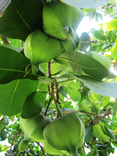 Cây[-]bàng[-]vuông[-]Trường[-]Sa[-]trên[-]đường[-]Hoàng[-]Sa[-]chi[-]chít[-]trái