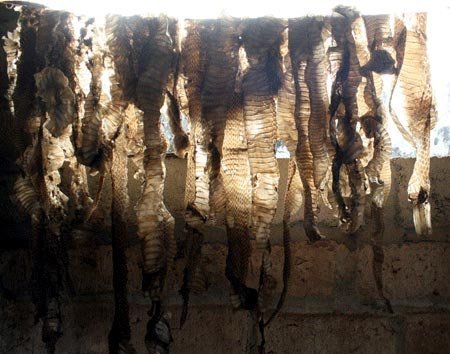 Một[-]con[-]rắn[-]Hổ[-]mang[-]bành[-]được[-]anh[-]Thuận[-]nuôi[-]trong[-]8[-]tháng[-]đã[-]có[-]cân[-]nặng[-]vào[-]khoảng[-]4kg.