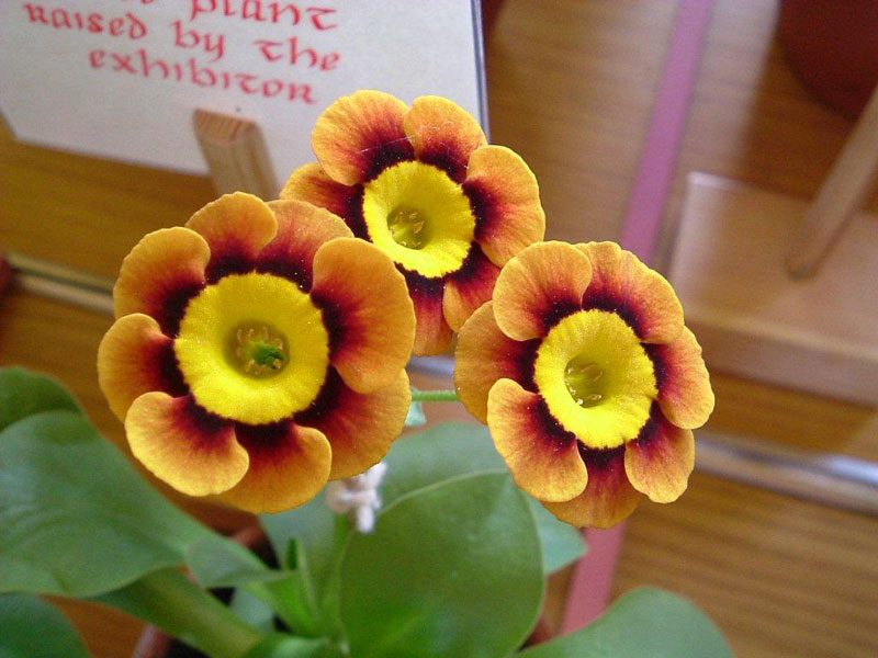 Vẻ[-]đẹp[-]của[-]hoa[-]tai[-]gấu