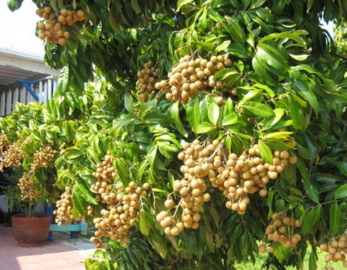 Nhãn[-]lồng[-]Phố[-]Hiến[-]là[-]giống[-]nhãn[-]Hương[-]Chi[-]đặc[-]sản[-]nổi[-]tiếng[-]ở[-]Hưng[-]Yên[-]từ[-]xa[-]xưa.[-]Phố[-]Hiến[-]nằm[-]bên[-]bờ[-]tả[-]ngạn[-]sông[-]Hồng,[-]là[-]vùng[-]đất[-]nổi[-]tiếng[-]văn[-]minh,[-]đô[-]hội:[-]“Thứ[-]nhất[-]kinh[-]kỳ,[-]thứ[-]nhì[-]Phố[-]Hiến”.[-]Nơi[-]đây[-]còn[-]cây[-]nhãn[-]tổ[-]tuổi[-]thọ[-]hàng[-]trăm[-]năm[-]ở[-]trước[-]cổng[-]chùa[-]Hiến.