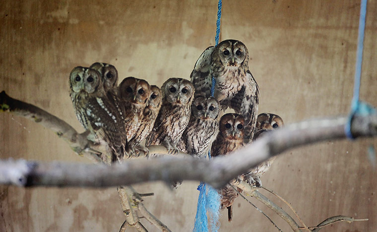 Những[-]con[-]cú[-]nâu[-]nhỏ[-]vừa[-]được[-]cứu[-]trợ[-]đang[-]đậu[-]trên[-]cành[-]cây[-]để[-]đợi[-]được[-]thả[-]về[-]rừng.