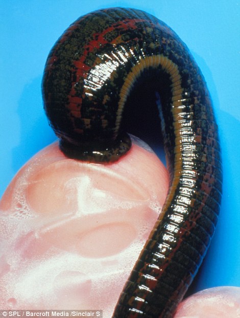 Loài[-]đỉa[-]chữa[-]bệnh[-]có[-]thể[-]đạt[-]kích[-]thước[-]20cm[-]khi[-]trưởng[-]thành