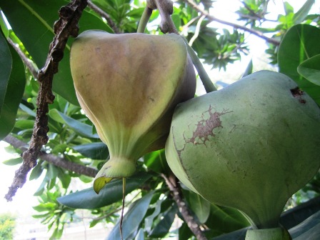 Khi[-]trái[-]bàng[-]vuông[-]già...