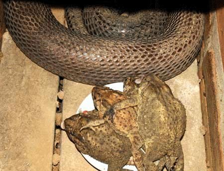 Một[-]con[-]rắn[-]Hổ[-]mang[-]bành[-]được[-]anh[-]Thuận[-]nuôi[-]trong[-]8[-]tháng[-]đã[-]có[-]cân[-]nặng[-]vào[-]khoảng[-]4kg.