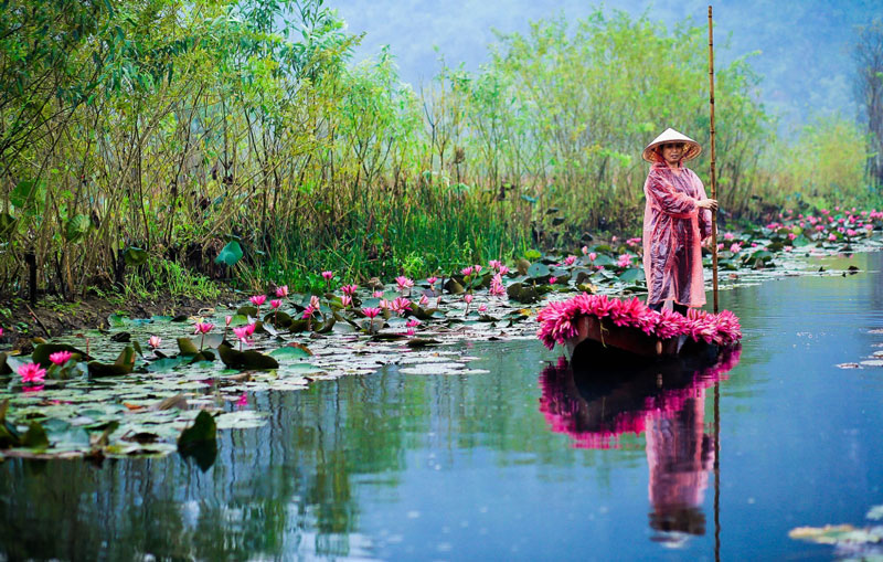 Khoảng[-]từ[-]6-9[-]giờ[-]sáng[-]là[-]thời[-]điểm[-]hoa[-]súng[-]nở[-]rộ.[-]Ảnh:[-]Vietnammoi.