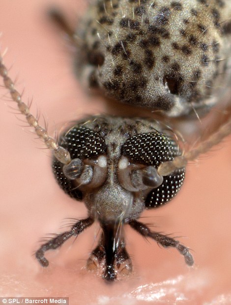 Muồi[-]vằn[-]đang[-]hút[-]máu[-]người