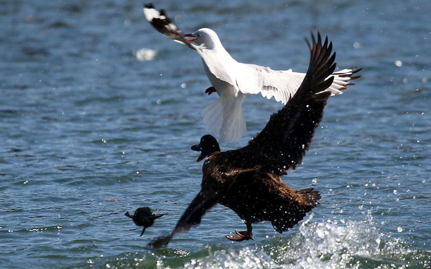 Một[-]con[-]vịt[-]con[-]may[-]mắn[-]thoát[-]khỏi[-]sự[-]tấn[-]công[-]của[-]chim[-]mòng[-]biển.[-]Nó[-]bị[-]tóm[-]khi[-]đi[-]lạc[-]đàn[-]nhưng[-]may[-]thay[-]vịt[-]mẹ[-]đã[-]trông[-]thấy[-]và[-]giải[-]thoát[-]kịp[-]thời.