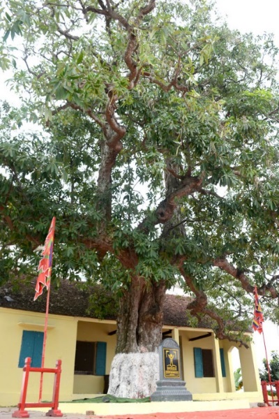 [-]C&acirc;y[-]sữa[-]&ndash;[-]C&acirc;y[-]di[-]sản[-]l&agrave;m[-]thuốc