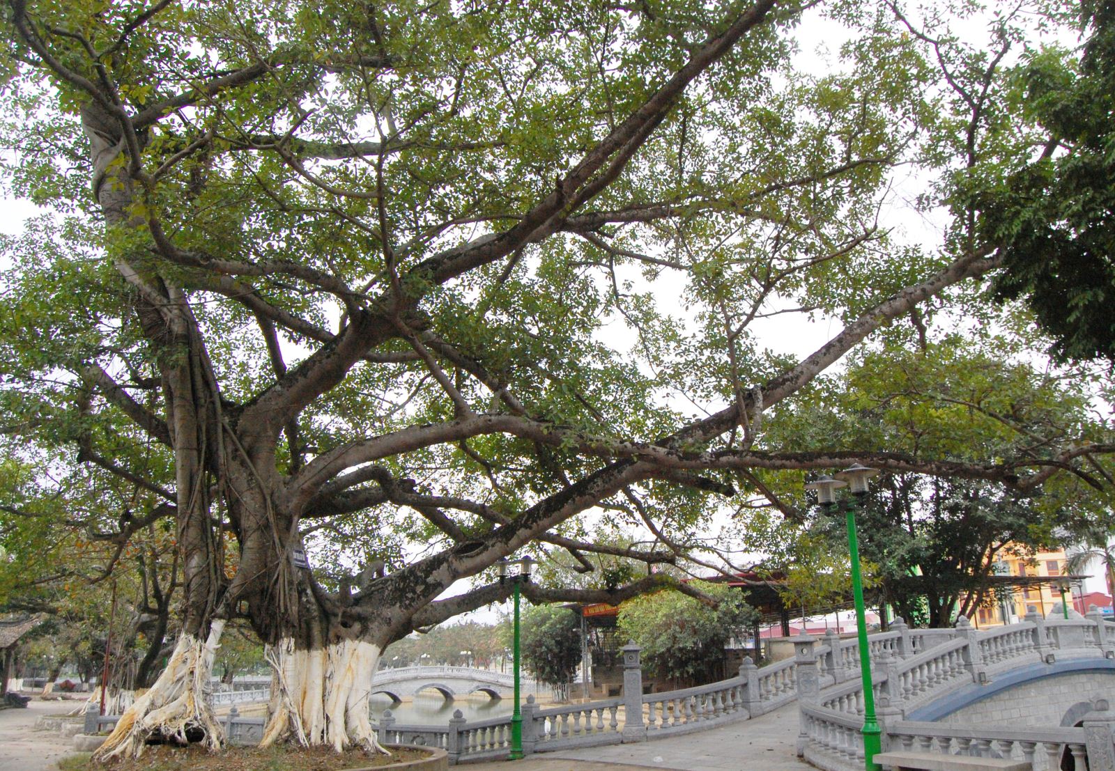 Bảo[-]tồn[-]Cây[-]Di[-]sản:[-]Chặng[-]đường[-]7[-]năm