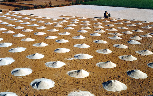 Chuẩn[-]bị[-]vào[-]vụ[-]tỏi[-]ở[-]Lý[-]Sơn