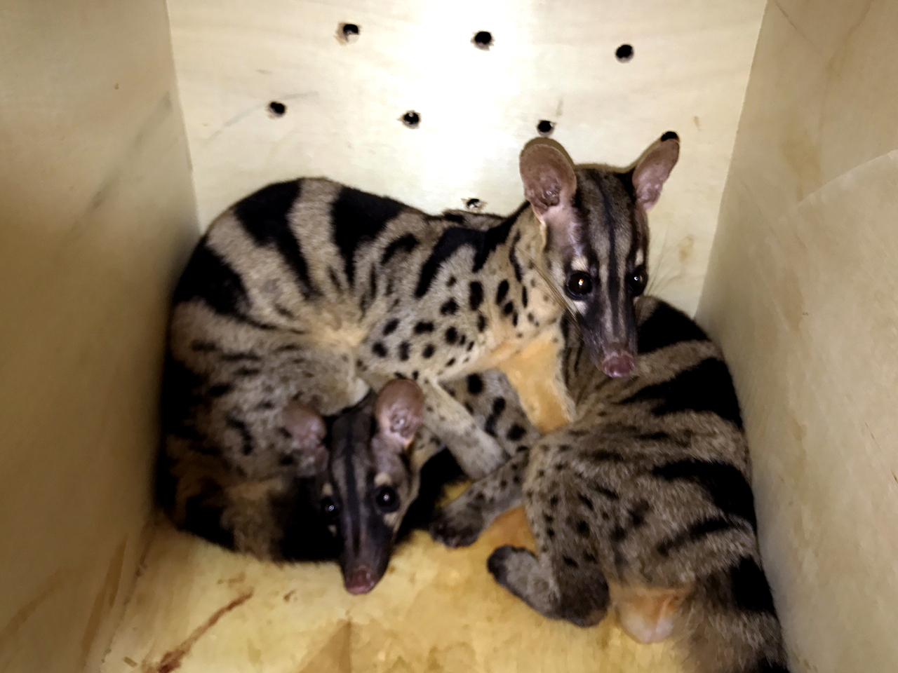 [-]Ba[-]cá[-]thể[-]cầy[-]vằn[-]quý[-]hiếm[-]được[-]cứu[-]hộ[-]tại[-]Đà[-]Lạt