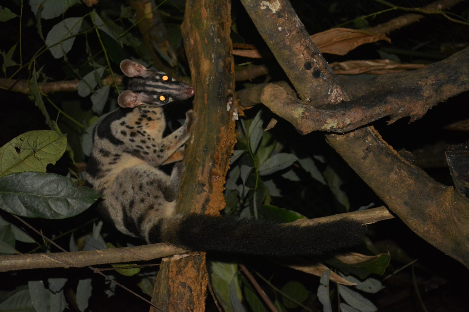 [-]Ba[-]cá[-]thể[-]cầy[-]vằn[-]quý[-]hiếm[-]được[-]cứu[-]hộ[-]tại[-]Đà[-]Lạt