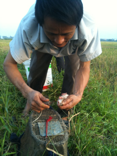 Bẻ[-]gãy[-]răng[-]chuột[-]để[-]chúng[-]không[-]cắn[-]được.