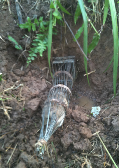 Và[-]đổ[-]nước[-]vào[-]hang