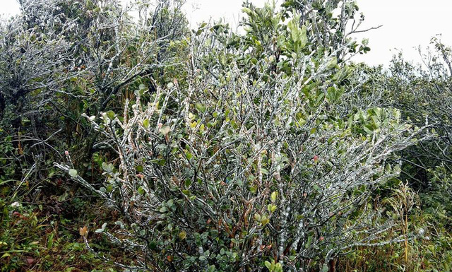 Chuyên[-]gia[-]khí[-]tượng[-]nhận[-]xét[-]gì[-]về[-]đợt[-]rét[-]lần[-]này[-]ở[-]miền[-]Bắc?