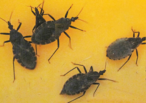 Lại[-]phát[-]hiện[-]bọ[-]xít[-]hút[-]máu[-]tại[-]TP.HCM