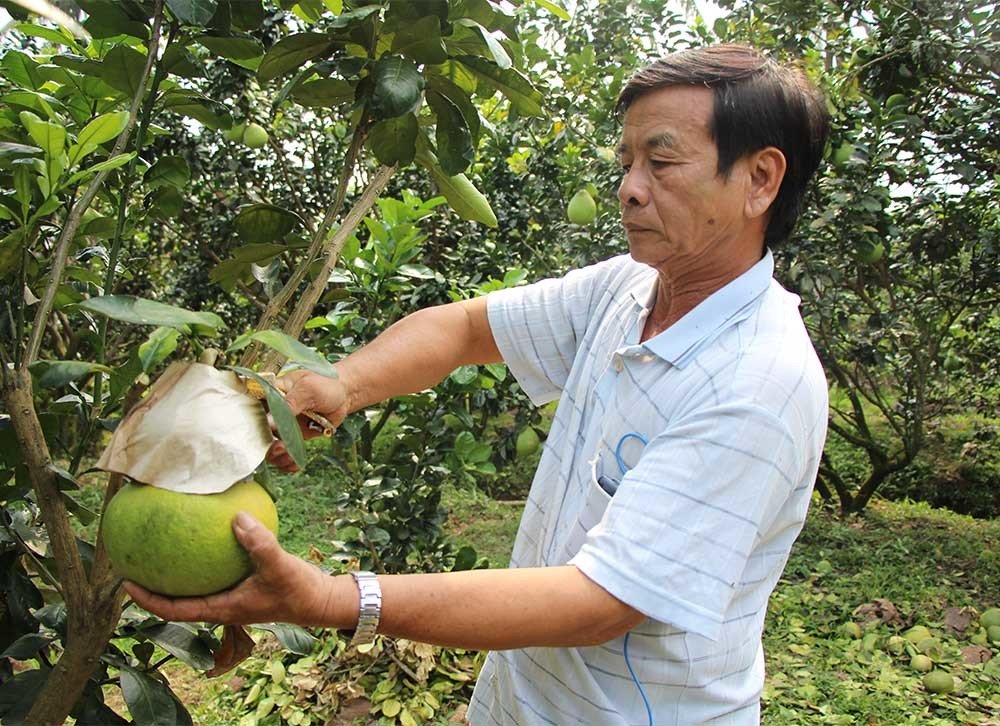 Quả[-]bưởi[-]vuông[-]kỳ[-]lạ[-]lần[-]đầu[-]tiên[-]xuất[-]hiện[-]ở[-]Việt[-]Nam